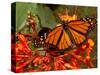 A Monarch Butterfly Rests on the Flowers of a Pagoda Plant-null-Stretched Canvas