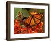 A Monarch Butterfly Rests on the Flowers of a Pagoda Plant-null-Framed Photographic Print