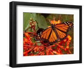 A Monarch Butterfly Rests on the Flowers of a Pagoda Plant-null-Framed Photographic Print