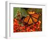 A Monarch Butterfly Rests on the Flowers of a Pagoda Plant-null-Framed Photographic Print