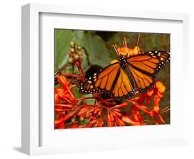 A Monarch Butterfly Rests on the Flowers of a Pagoda Plant-null-Framed Photographic Print