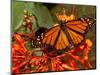 A Monarch Butterfly Rests on the Flowers of a Pagoda Plant-null-Mounted Photographic Print