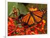 A Monarch Butterfly Rests on the Flowers of a Pagoda Plant-null-Framed Photographic Print