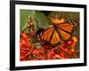 A Monarch Butterfly Rests on the Flowers of a Pagoda Plant-null-Framed Photographic Print