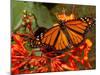 A Monarch Butterfly Rests on the Flowers of a Pagoda Plant-null-Mounted Photographic Print
