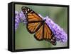 A Monarch Butterfly Spreads its Wings as It Feeds on the Flower of a Butterfly Bush-null-Framed Stretched Canvas