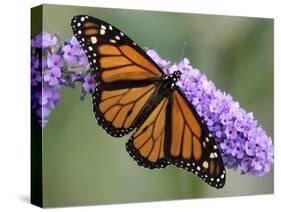 A Monarch Butterfly Spreads its Wings as It Feeds on the Flower of a Butterfly Bush-null-Stretched Canvas