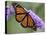 A Monarch Butterfly Spreads its Wings as It Feeds on the Flower of a Butterfly Bush-null-Stretched Canvas