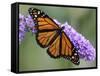 A Monarch Butterfly Spreads its Wings as It Feeds on the Flower of a Butterfly Bush-null-Framed Stretched Canvas