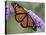 A Monarch Butterfly Spreads its Wings as It Feeds on the Flower of a Butterfly Bush-null-Stretched Canvas