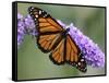 A Monarch Butterfly Spreads its Wings as It Feeds on the Flower of a Butterfly Bush-null-Framed Stretched Canvas