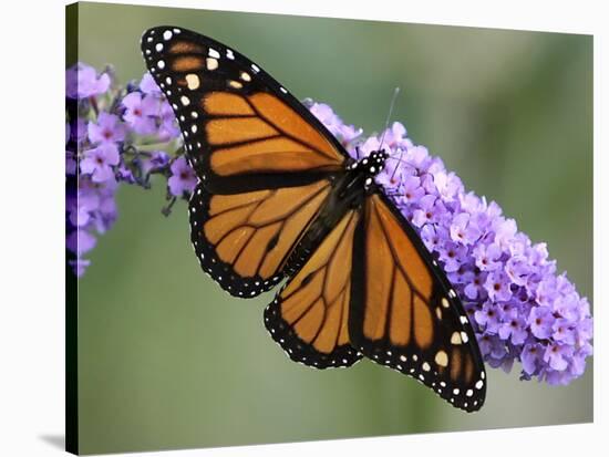 A Monarch Butterfly Spreads its Wings as It Feeds on the Flower of a Butterfly Bush-null-Stretched Canvas