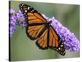 A Monarch Butterfly Spreads its Wings as It Feeds on the Flower of a Butterfly Bush-null-Stretched Canvas