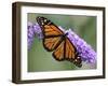 A Monarch Butterfly Spreads its Wings as It Feeds on the Flower of a Butterfly Bush-null-Framed Premium Photographic Print