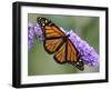 A Monarch Butterfly Spreads its Wings as It Feeds on the Flower of a Butterfly Bush-null-Framed Premium Photographic Print