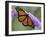 A Monarch Butterfly Spreads its Wings as It Feeds on the Flower of a Butterfly Bush-null-Framed Premium Photographic Print