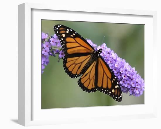 A Monarch Butterfly Spreads its Wings as It Feeds on the Flower of a Butterfly Bush-null-Framed Premium Photographic Print