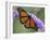 A Monarch Butterfly Spreads its Wings as It Feeds on the Flower of a Butterfly Bush-null-Framed Premium Photographic Print