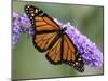 A Monarch Butterfly Spreads its Wings as It Feeds on the Flower of a Butterfly Bush-null-Mounted Premium Photographic Print