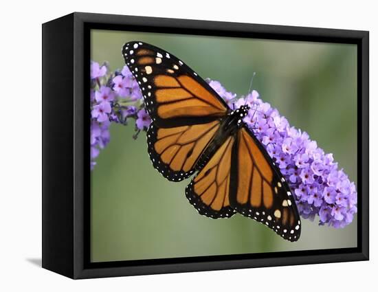 A Monarch Butterfly Spreads its Wings as It Feeds on the Flower of a Butterfly Bush-null-Framed Stretched Canvas