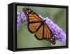 A Monarch Butterfly Spreads its Wings as It Feeds on the Flower of a Butterfly Bush-null-Framed Stretched Canvas