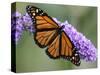 A Monarch Butterfly Spreads its Wings as It Feeds on the Flower of a Butterfly Bush-null-Stretched Canvas