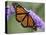 A Monarch Butterfly Spreads its Wings as It Feeds on the Flower of a Butterfly Bush-null-Stretched Canvas