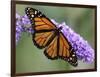 A Monarch Butterfly Spreads its Wings as It Feeds on the Flower of a Butterfly Bush-null-Framed Photographic Print