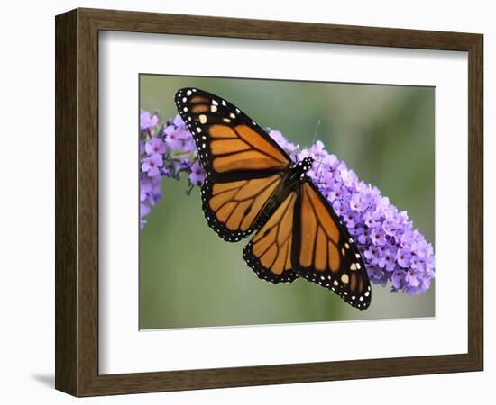 A Monarch Butterfly Spreads its Wings as It Feeds on the Flower of a Butterfly Bush-null-Framed Photographic Print