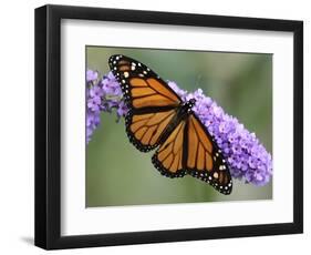 A Monarch Butterfly Spreads its Wings as It Feeds on the Flower of a Butterfly Bush-null-Framed Photographic Print