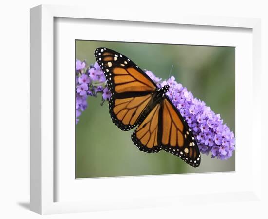 A Monarch Butterfly Spreads its Wings as It Feeds on the Flower of a Butterfly Bush-null-Framed Photographic Print