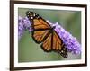 A Monarch Butterfly Spreads its Wings as It Feeds on the Flower of a Butterfly Bush-null-Framed Photographic Print