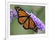 A Monarch Butterfly Spreads its Wings as It Feeds on the Flower of a Butterfly Bush-null-Framed Photographic Print