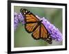 A Monarch Butterfly Spreads its Wings as It Feeds on the Flower of a Butterfly Bush-null-Framed Photographic Print