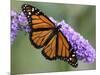 A Monarch Butterfly Spreads its Wings as It Feeds on the Flower of a Butterfly Bush-null-Mounted Photographic Print