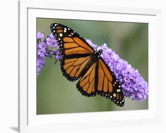 A Monarch Butterfly Spreads its Wings as It Feeds on the Flower of a Butterfly Bush-null-Framed Photographic Print