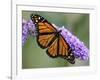 A Monarch Butterfly Spreads its Wings as It Feeds on the Flower of a Butterfly Bush-null-Framed Photographic Print