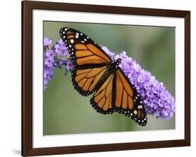 A Monarch Butterfly Spreads its Wings as It Feeds on the Flower of a Butterfly Bush-null-Framed Photographic Print