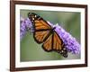 A Monarch Butterfly Spreads its Wings as It Feeds on the Flower of a Butterfly Bush-null-Framed Photographic Print