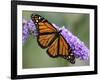 A Monarch Butterfly Spreads its Wings as It Feeds on the Flower of a Butterfly Bush-null-Framed Photographic Print