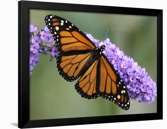 A Monarch Butterfly Spreads its Wings as It Feeds on the Flower of a Butterfly Bush-null-Framed Photographic Print