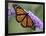 A Monarch Butterfly Spreads its Wings as It Feeds on the Flower of a Butterfly Bush-null-Framed Photographic Print