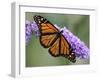 A Monarch Butterfly Spreads its Wings as It Feeds on the Flower of a Butterfly Bush-null-Framed Photographic Print