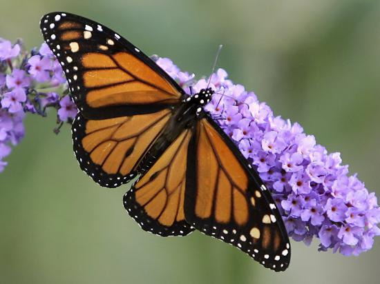 'A Monarch Butterfly Spreads its Wings as It Feeds on the Flower of a ...