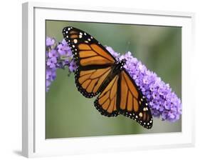 A Monarch Butterfly Spreads its Wings as It Feeds on the Flower of a Butterfly Bush-null-Framed Photographic Print