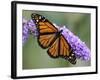 A Monarch Butterfly Spreads its Wings as It Feeds on the Flower of a Butterfly Bush-null-Framed Photographic Print