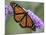 A Monarch Butterfly Spreads its Wings as It Feeds on the Flower of a Butterfly Bush-null-Mounted Photographic Print