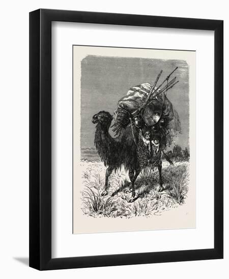A Mongol Camel on the March-null-Framed Premium Giclee Print