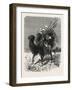 A Mongol Camel on the March-null-Framed Giclee Print