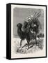 A Mongol Camel on the March-null-Framed Stretched Canvas